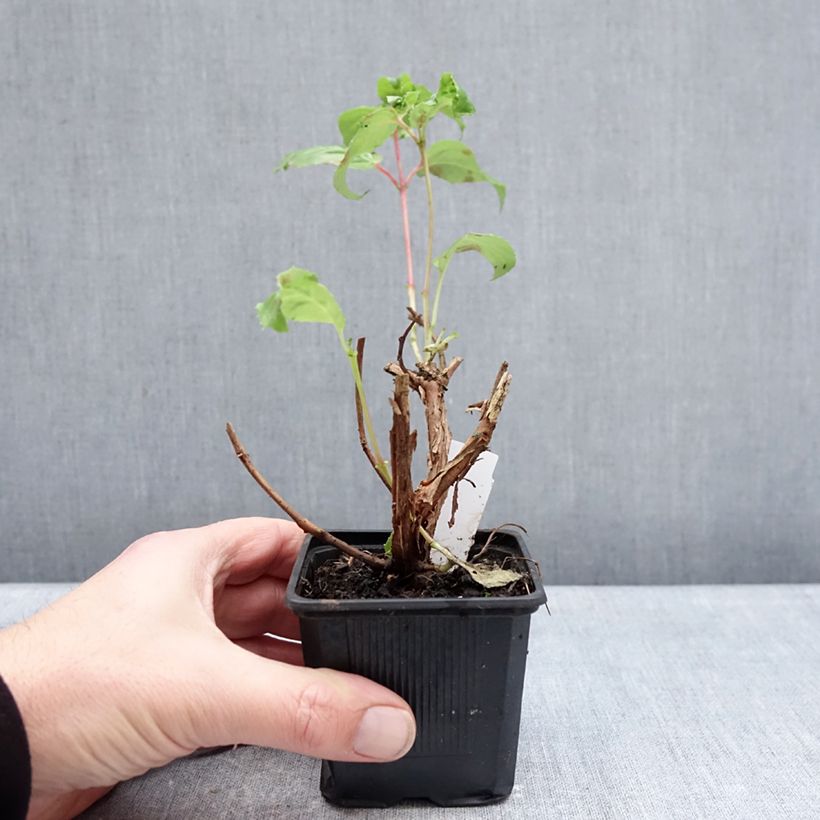 Fuchsia White King - Fucsia Vasetto da 8/9 cm esemplare consegnato in inverno