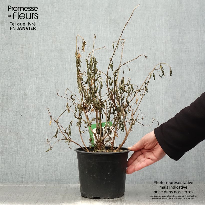 Fuchsia Whiteknights Pearl - Fucsia Vaso da 2L/3L esemplare consegnato in inverno