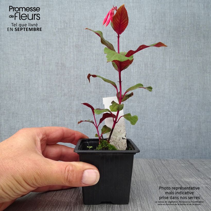 Esemplare di Fuchsia triphylla Thalia - Fucsia Vasetto da 8/9 cm come consegnato in autunno