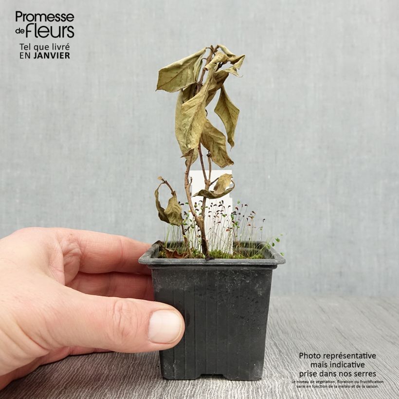 Fuchsia triphylla Thalia - Fucsia Vasetto da 8/9 cm esemplare consegnato in inverno