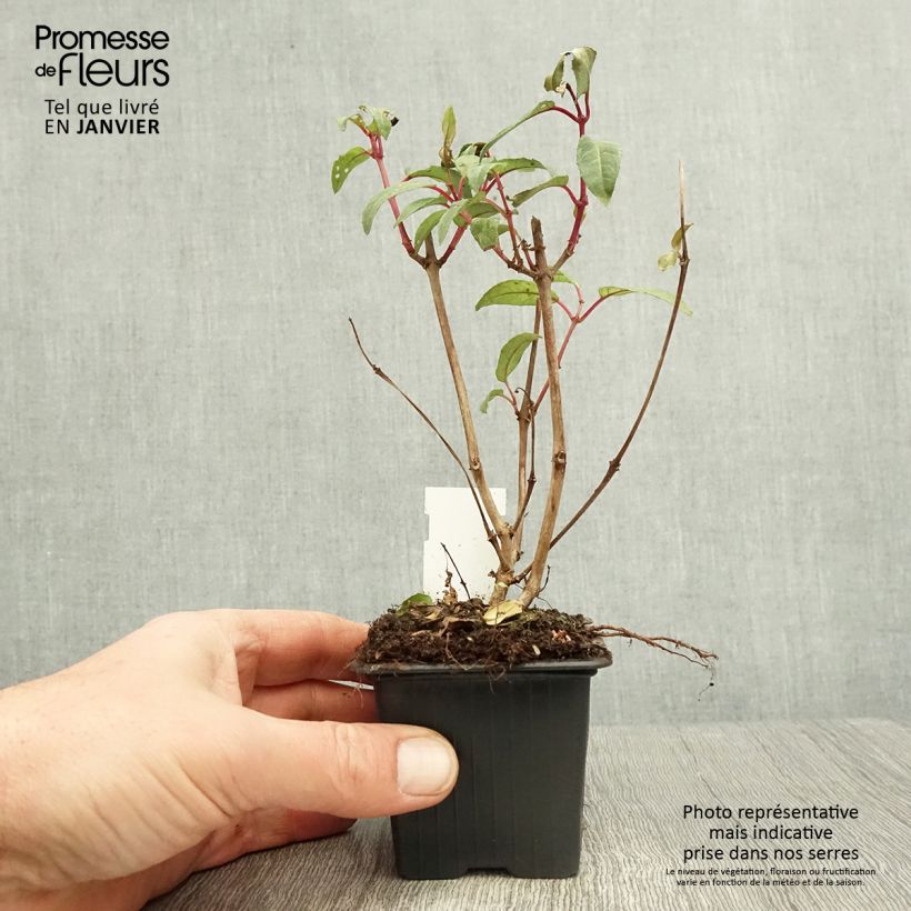 Fuchsia Winston Churchill - Fucsia Vasetto da 8/9 cm esemplare consegnato in inverno