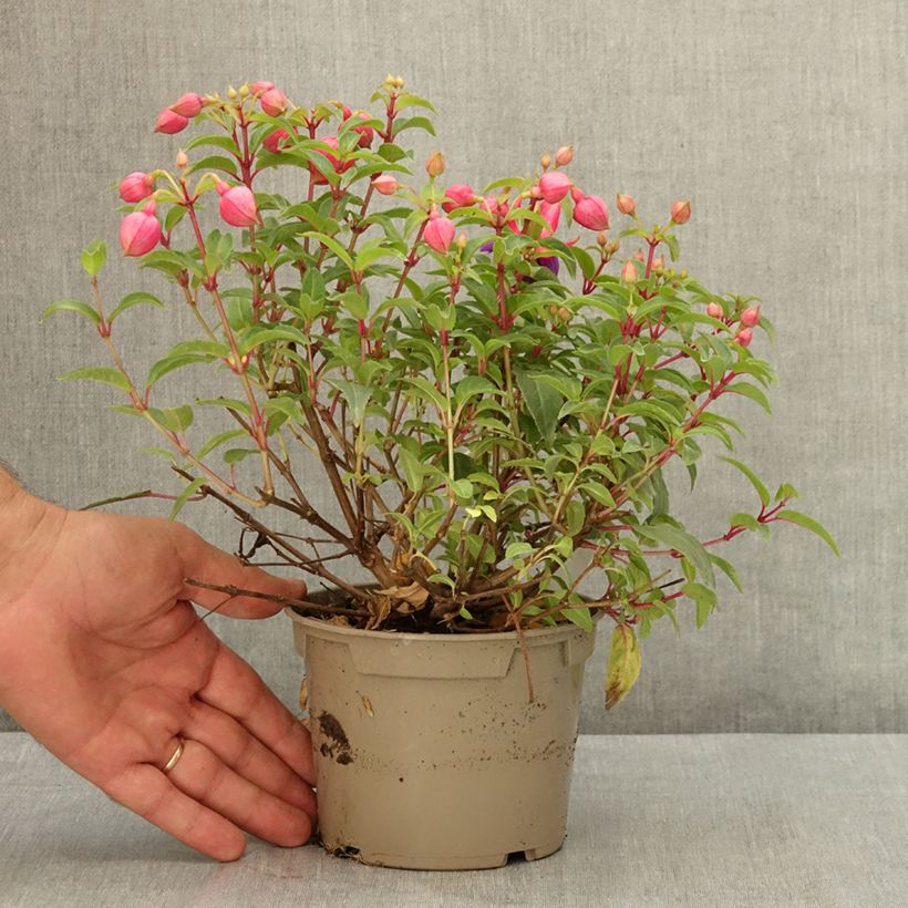 Esemplare di Fuchsia Winston Churchill - Fucsia Vaso da Ø 12 cm / 13 cm consegnato in estate