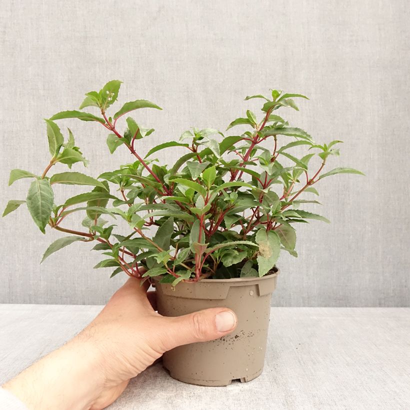 Fuchsia Winston Churchill - Fucsia Vaso da Ø 12 cm / 13 cm esemplare consegnato in primavera