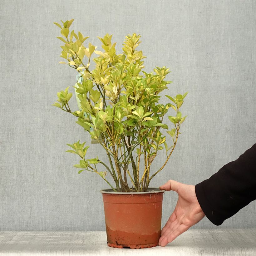 Esemplare di Fusaria giapponese Duc d'Anjou Vaso da 3L/4L come consegnato in autunno