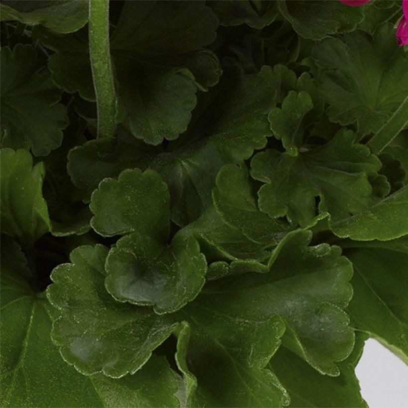 Geranio zonale Flower Fairy Velvet (Fogliame)