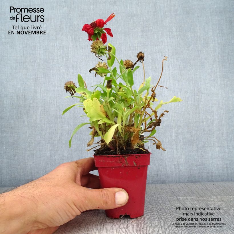 Esemplare di Gaillardia grandiflora Arizona Red Shades Vasetto da 8/9 cm come consegnato in autunno