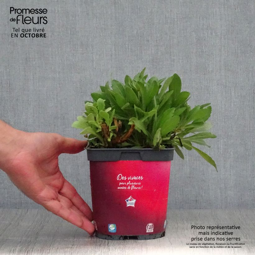 Esemplare di Gaillardia grandiflora Arizona Red Shades Vaso da 2L/3L come consegnato in autunno