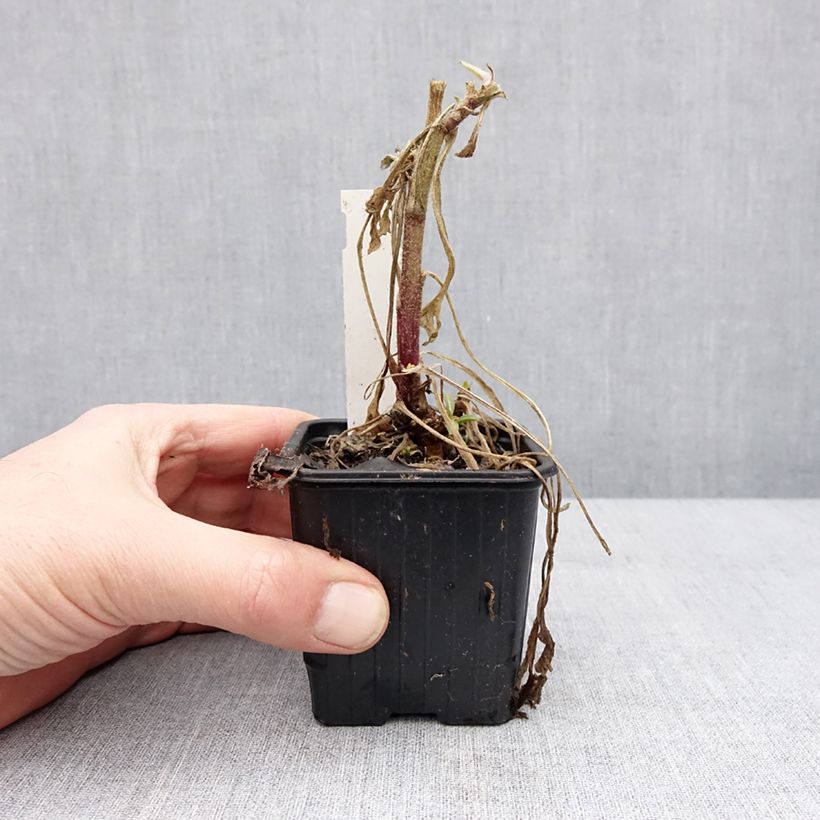 Gaillardia Fanfare Blaze Vasetto da 8/9 cm esemplare consegnato in inverno