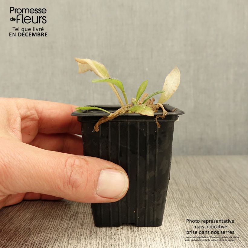 Esemplare di Gaillardia Royale Vasetto da 7/8 cm come consegnato in autunno