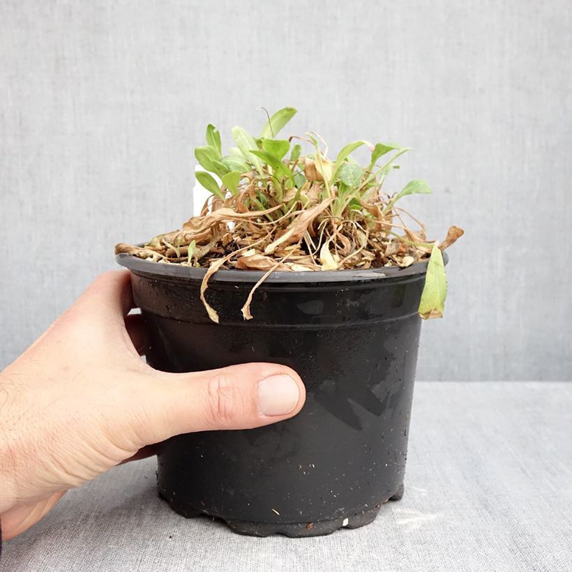 Esemplare di Gaillardia grandiflora Kobold Vaso da 2L/3L come consegnato in autunno