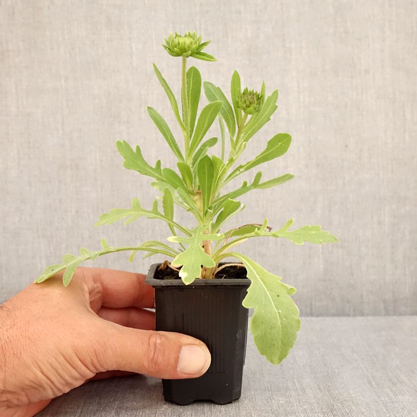 Esemplare di Gaillardia Lutin Vasetto da 7/8 cm consegnato in estate