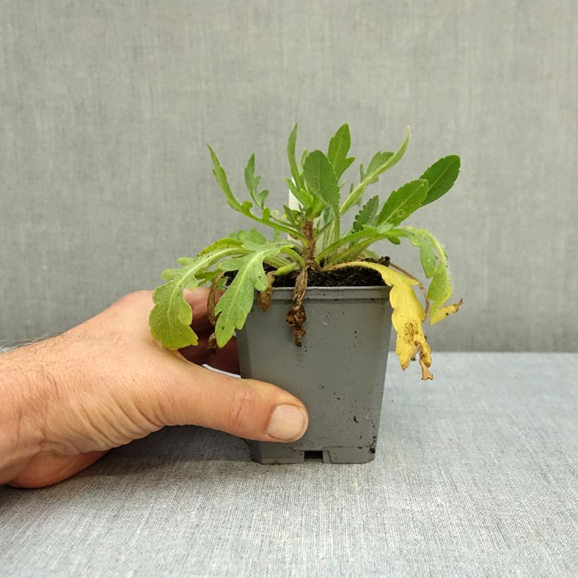 Esemplare di Gaillardia Arizona Sun Vasetto da 8/9 cm come consegnato in autunno