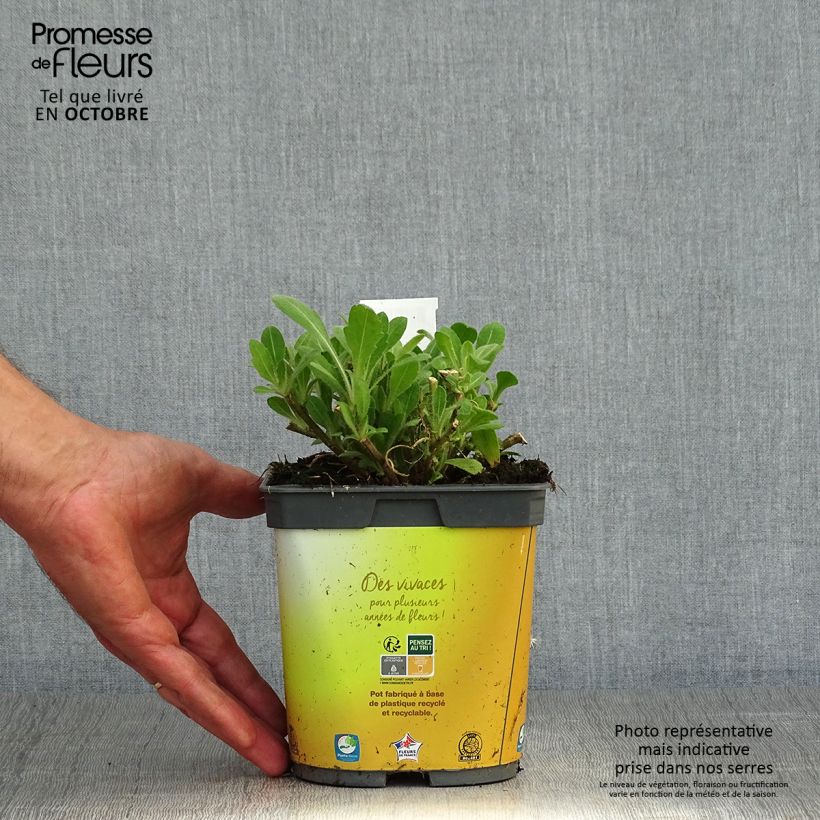Esemplare di Gaillardia aristata Mesa Bright Color Vaso da 2L/3L come consegnato in autunno