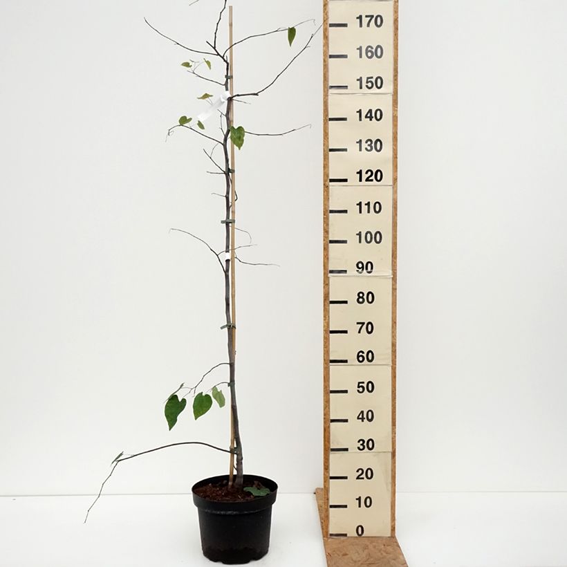 Esemplare di Cercis canadensis Cascading Hearts - Albero di Giuda Vaso da 7,5L/10L come consegnato in autunno