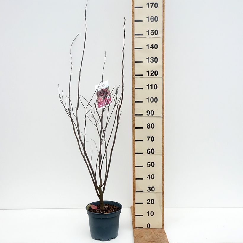 Esemplare di Cercis canadensis Red Force - Albero di Giuda Vaso da 7,5L/10L come consegnato in autunno