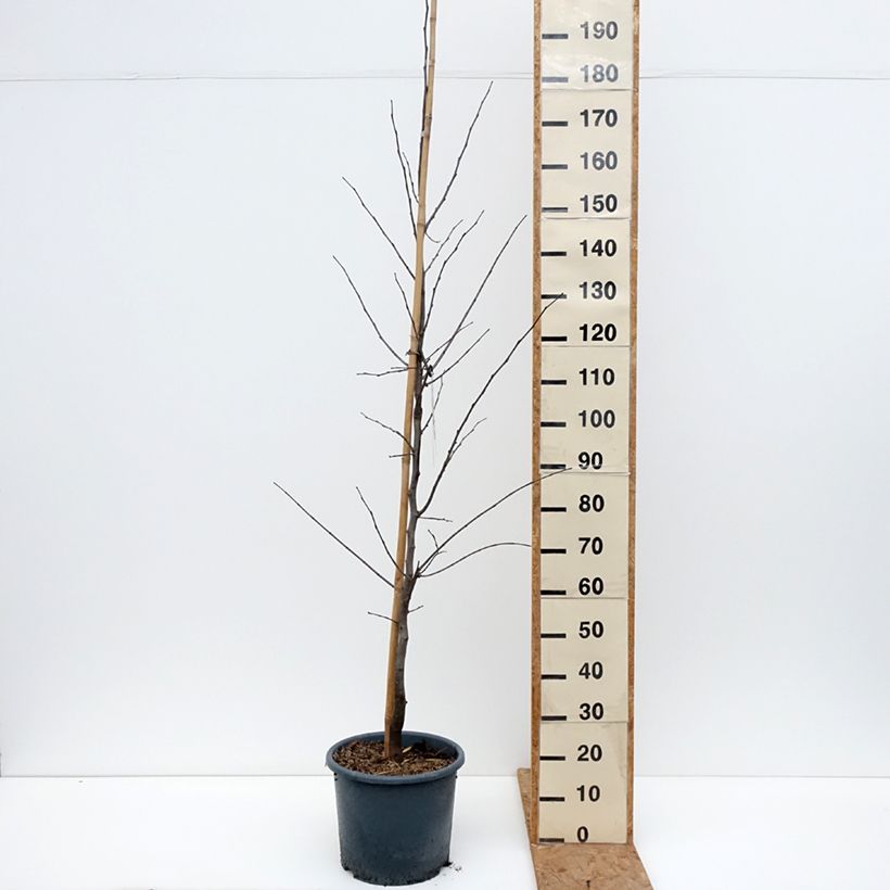 Esemplare di Cercis canadensis Royal White - Albero di Giuda Vaso da 12L/15L come consegnato in autunno