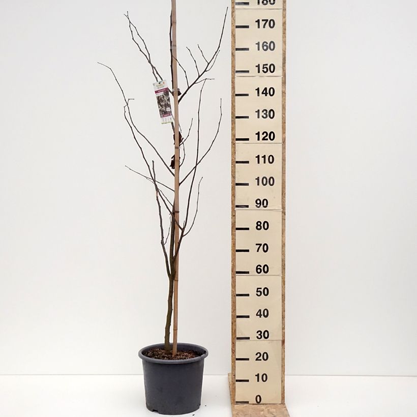 Cercis canadensis Royal White - Albero di Giuda Vaso da 12L/15L esemplare consegnato in inverno