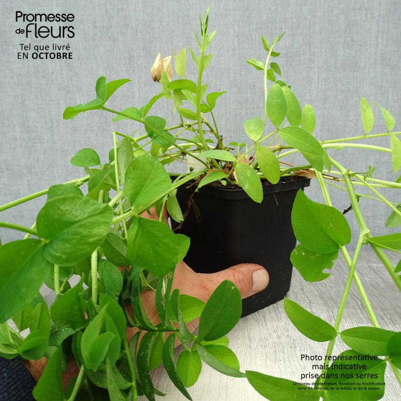 Esemplare di Galega officinalis - Capraggine Vasetto da 8/9 cm come consegnato in autunno