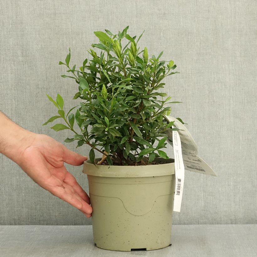 Esemplare di Gardenia Fool Proof Vaso da 3L/4L consegnato in estate