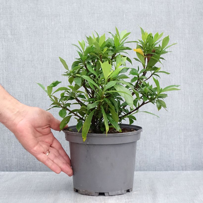 Esemplare di Gardenia Celestial Star Vaso da 3L/4L consegnato in estate