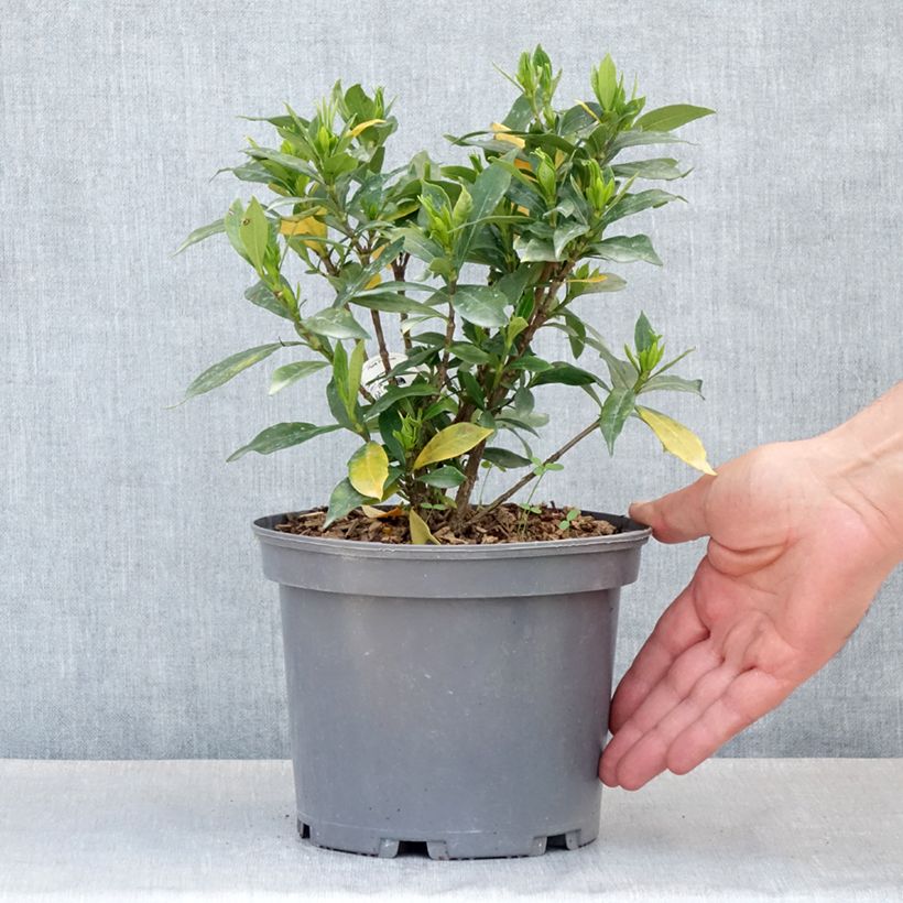 Gardenia Celestial Star Vaso da 3L/4L esemplare consegnato in primavera