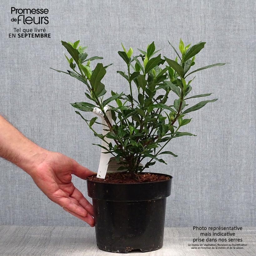 Esemplare di Gardenia Double Mint Vaso da 2L/3L come consegnato in autunno