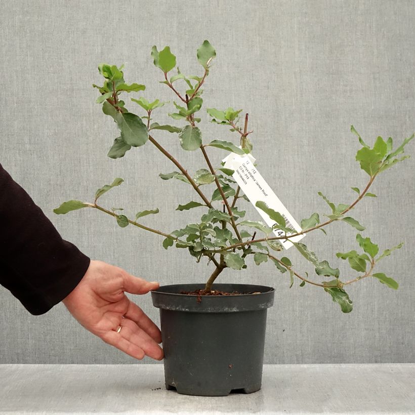 Esemplare di Garrya elliptica James Roof Vaso da 2L/3L come consegnato in autunno