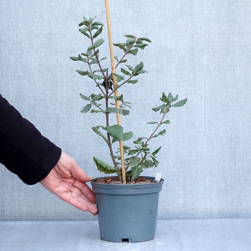 Garrya elliptica James Roof Vaso da 2L/3L esemplare consegnato in inverno