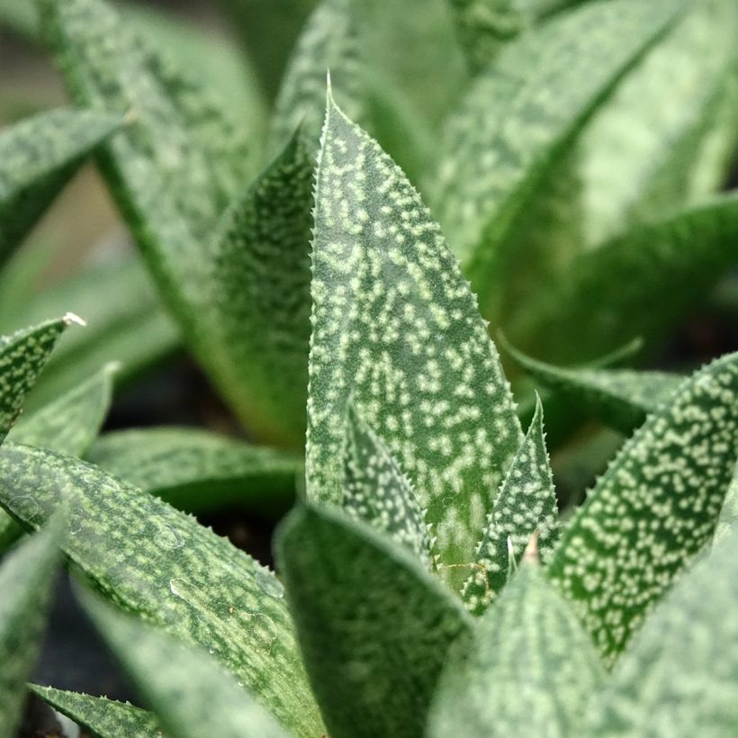 Gasteria D. Delta (Fogliame)