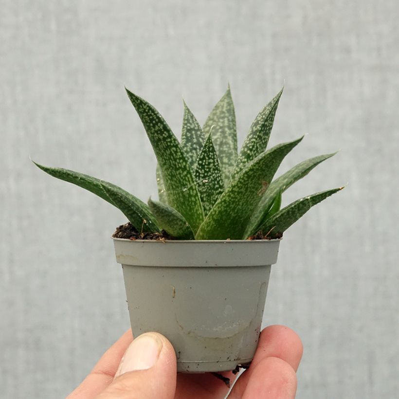 Gasteria D. Delta mini-pianta esemplare consegnato in primavera