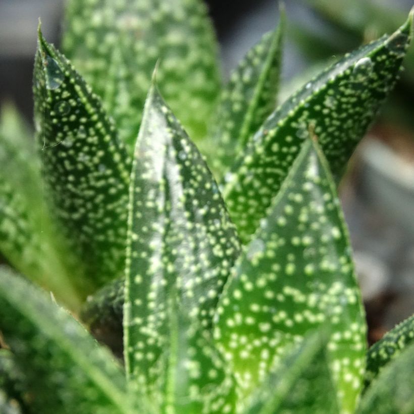 Gasteria D. Due (Fogliame)
