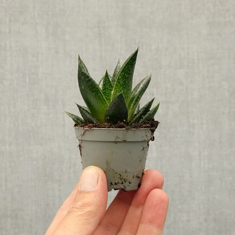 Gasteria D. Due mini-pianta esemplare consegnato in primavera