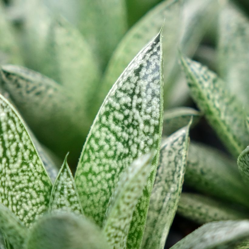 Gasteria D. Nella (Fogliame)