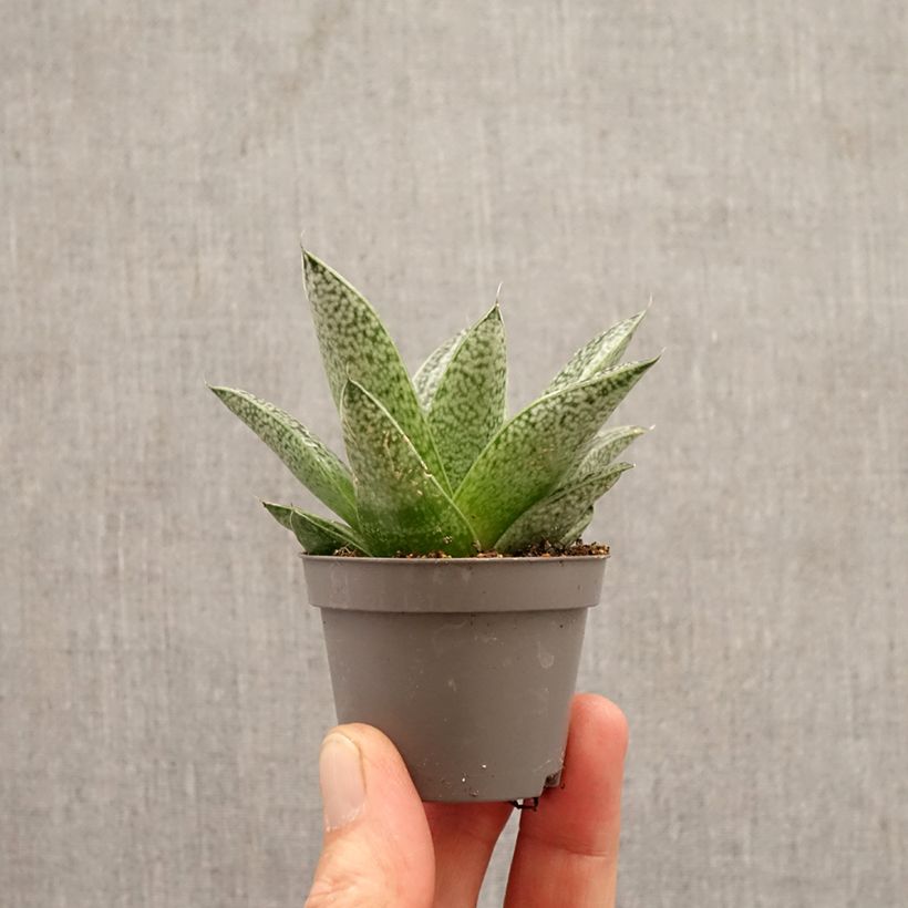 Gasteria D. Nella mini-pianta esemplare consegnato in primavera