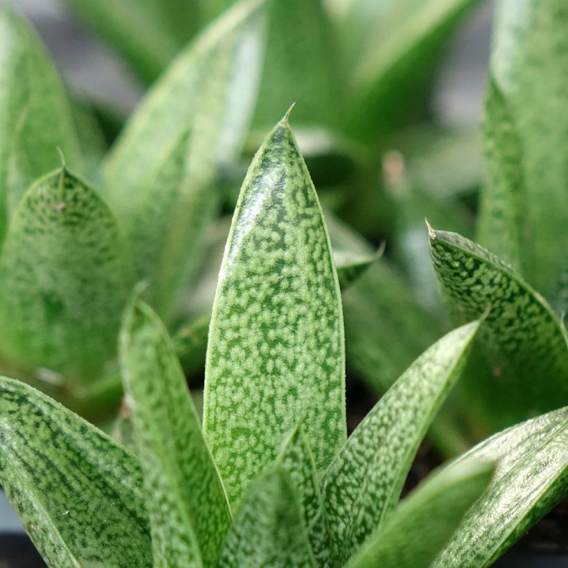 Gasteria D. Tiga (Fogliame)