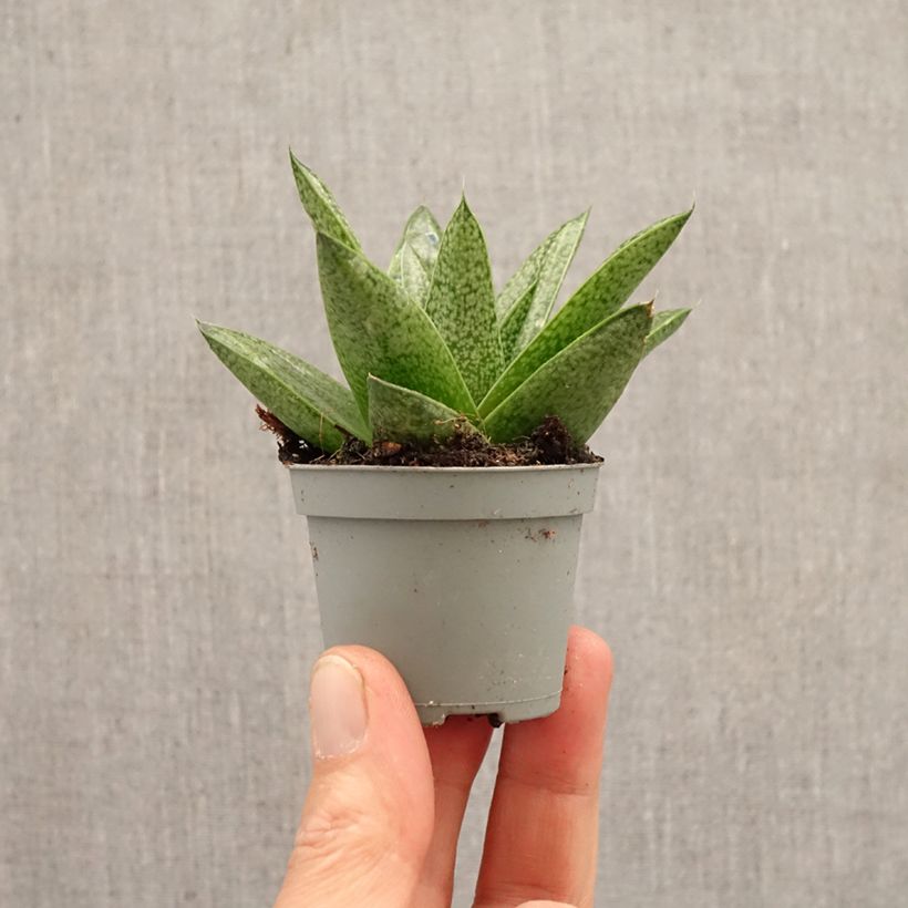 Gasteria D. Tiga mini-pianta esemplare consegnato in primavera