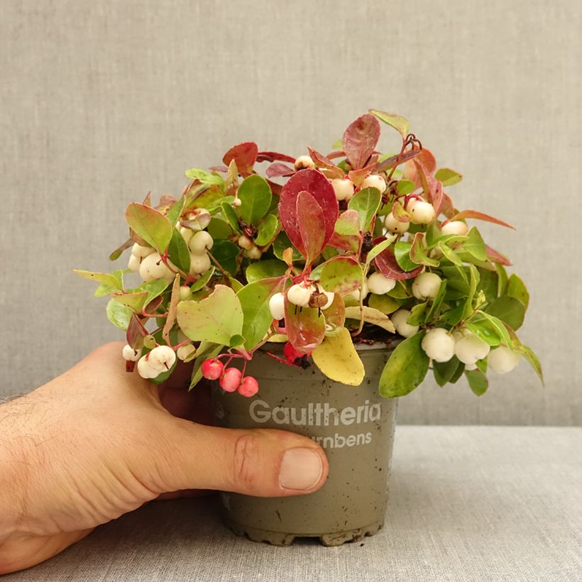 Esemplare di Gaultheria procumbens Color Surprise Vaso da Ø 10 cm/11 cm come consegnato in autunno