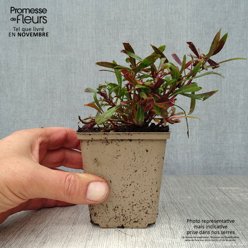 Esemplare di Gaura Crimson Butterfly Vasetto da 8/9 cm come consegnato in autunno