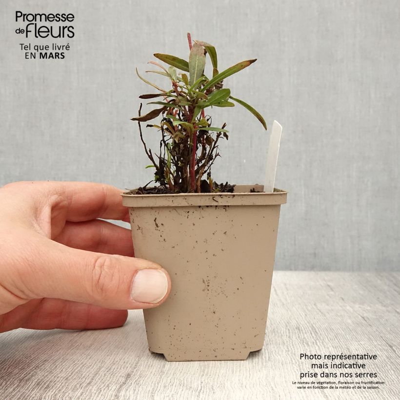 Gaura Crimson Butterfly Vasetto da 8/9 cm esemplare consegnato in primavera