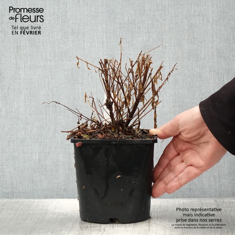 Gaura Baby Butterfly Dark Pink Vaso da 2L/3L esemplare consegnato in inverno