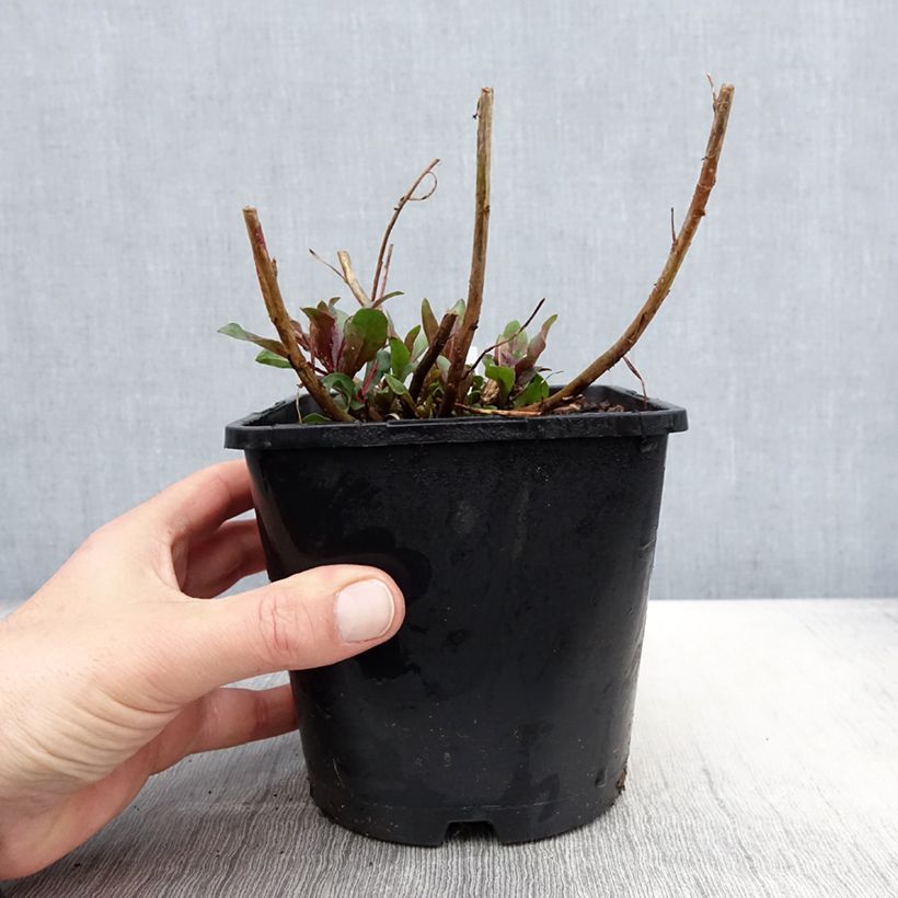 Gaura Baby Butterfly Dark Pink Vaso da 2L/3L esemplare consegnato in primavera