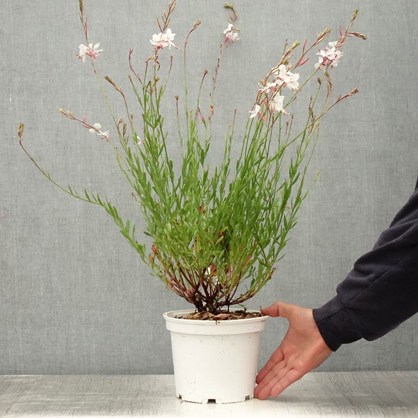 Esemplare di Gaura White Vaso da 2L/3L consegnato in estate