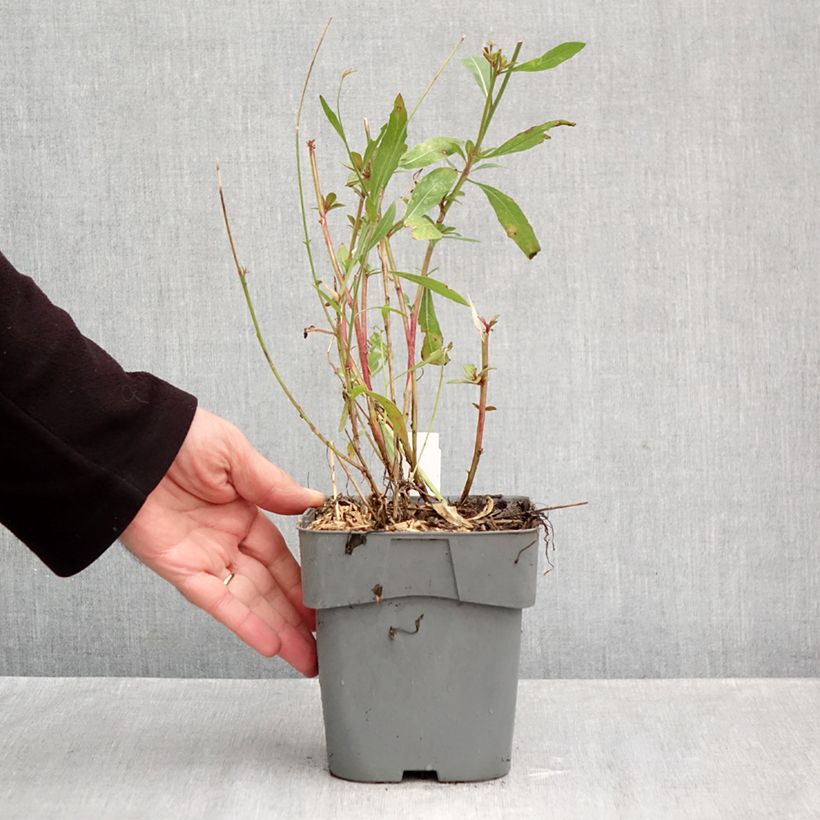 Esemplare di Gaura Snowstorm Vaso da 2L/3L come consegnato in autunno