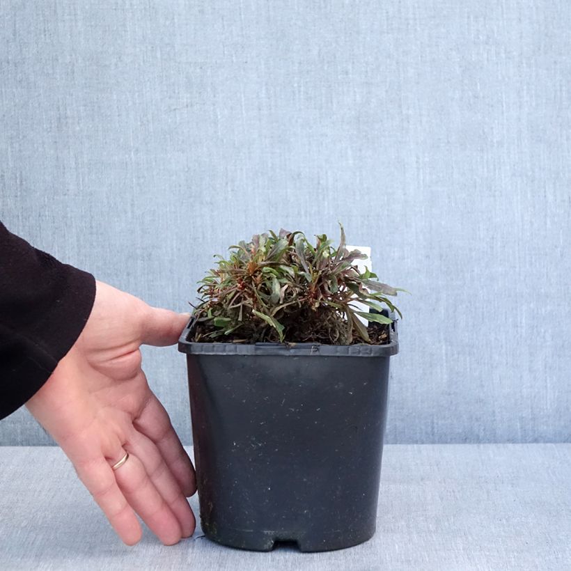 Gaura Blaze Vaso da 2L/3L esemplare consegnato in inverno