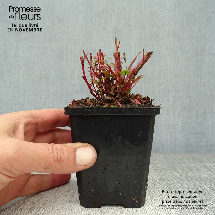 Esemplare di Gaura Cherry Brandy Vasetto da 8/9 cm come consegnato in autunno
