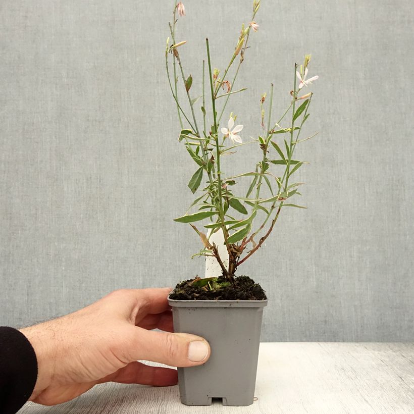 Esemplare di Gaura Corrie's Gold Vasetto da 8/9 cm come consegnato in autunno