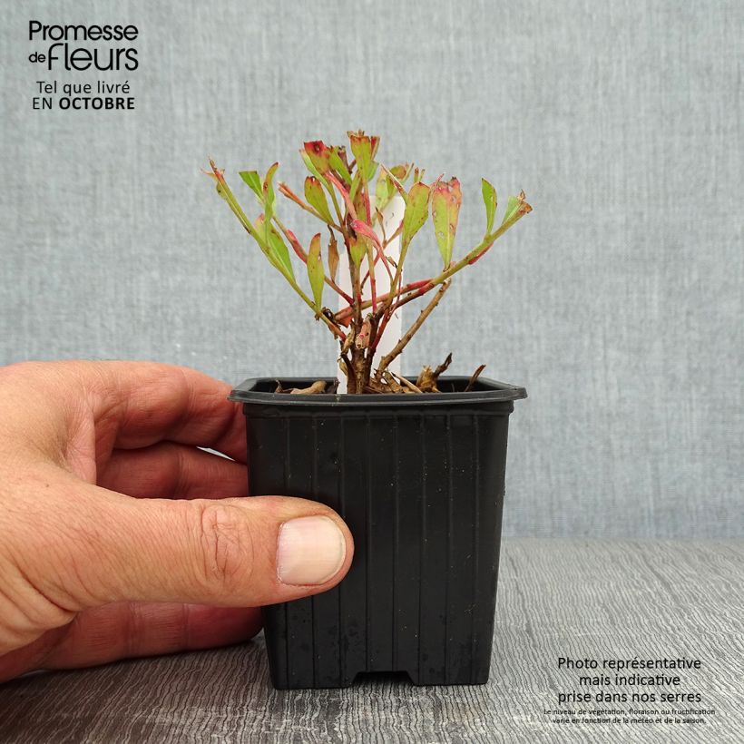 Esemplare di Gaura Freefolk Rosy Vasetto da 8/9 cm come consegnato in autunno