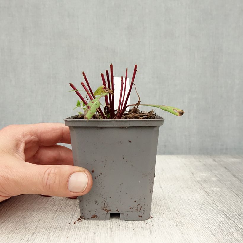 Esemplare di Gaura Siskiyou pink Vasetto da 8/9 cm come consegnato in autunno