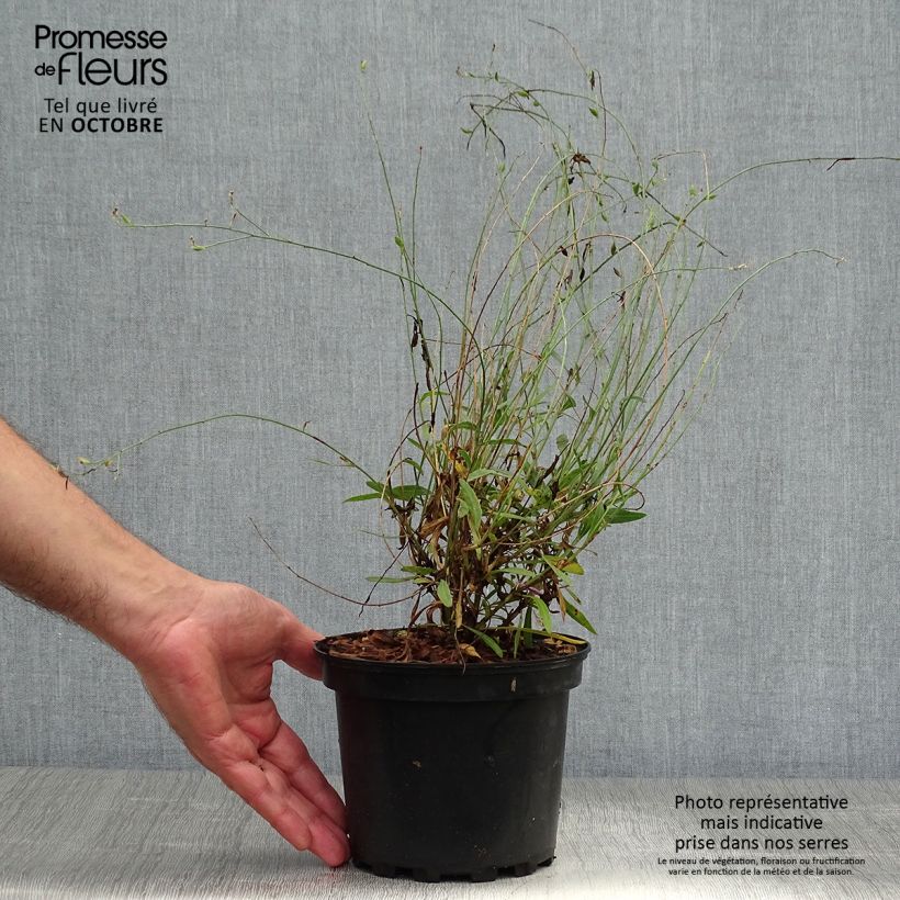 Esemplare di Gaura Siskiyou pink Vaso da 2L/3L come consegnato in autunno