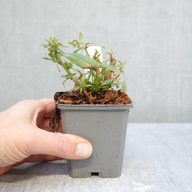 Gaura Snowbird Vasetto da 8/9 cm esemplare consegnato in inverno